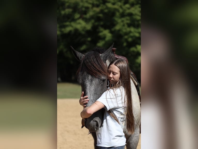 American Quarter Horse Mix Castrone 3 Anni 163 cm Roano blu in Auburn, KY