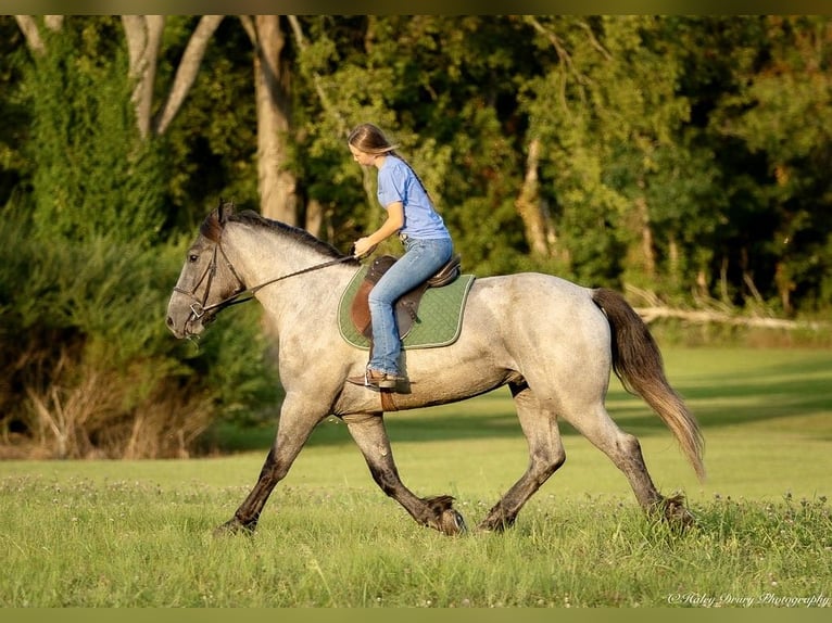 American Quarter Horse Mix Castrone 3 Anni 163 cm Roano blu in Auburn, KY