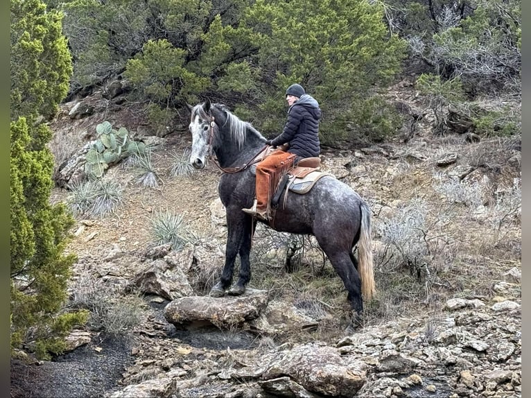 American Quarter Horse Castrone 3 Anni 170 cm Grigio pezzato in Jackson TX