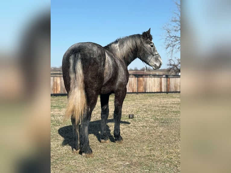 American Quarter Horse Castrone 3 Anni 170 cm Grigio pezzato in Jackson TX