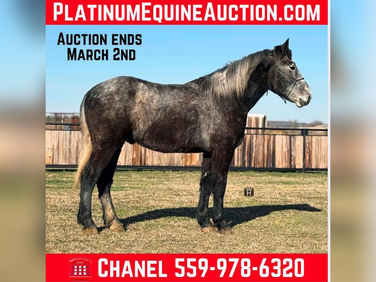 American Quarter Horse Castrone 3 Anni 170 cm Grigio pezzato in Jackson TX