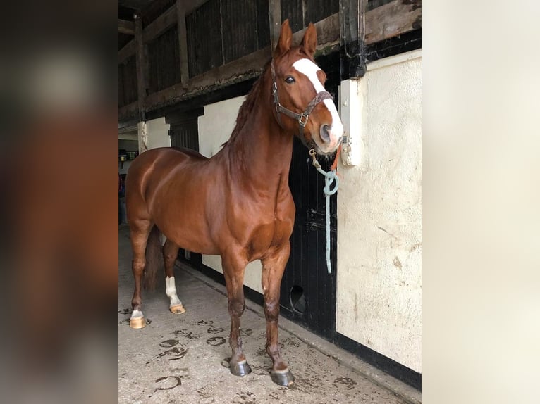 American Quarter Horse Castrone 3 Anni Baio in Alabama