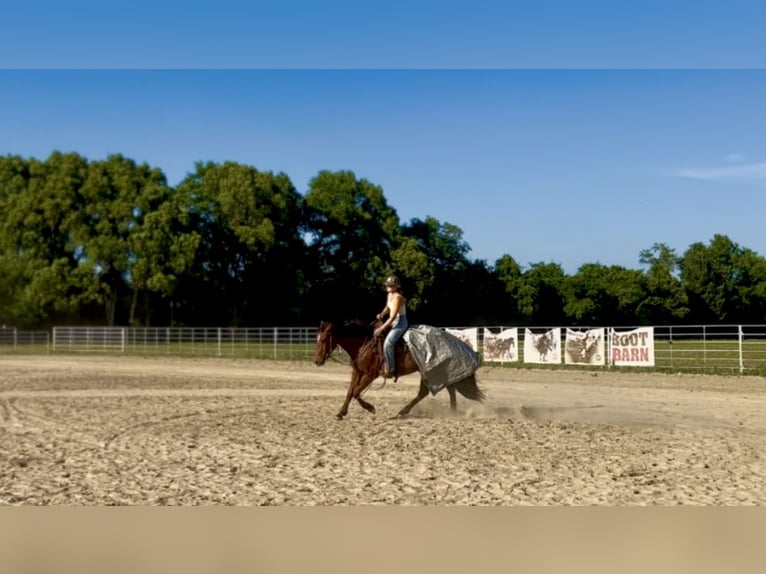 American Quarter Horse Castrone 3 Anni Baio ciliegia in Burns