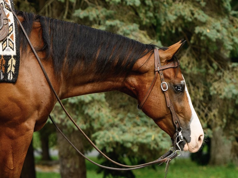 American Quarter Horse Mix Castrone 3 Anni Baio ciliegia in New Holland