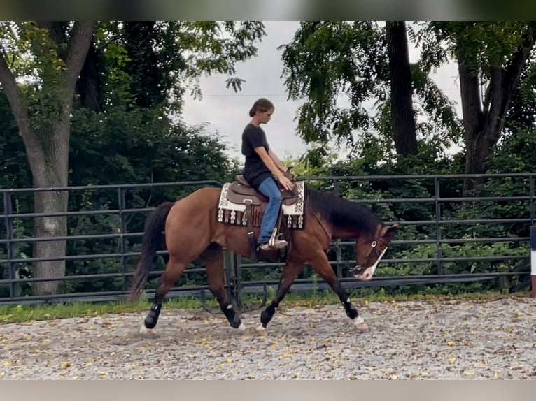 American Quarter Horse Mix Castrone 3 Anni Baio ciliegia in New Holland