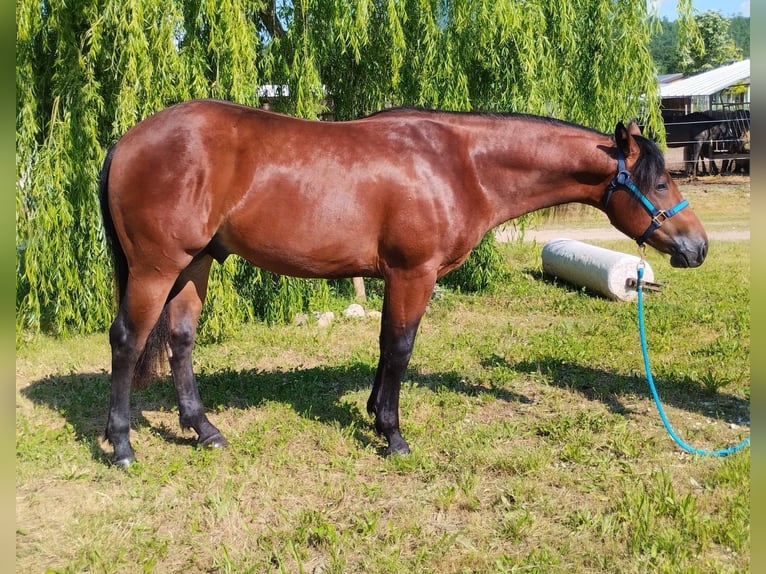 American Quarter Horse Castrone 3 Anni Baio ciliegia in Sega