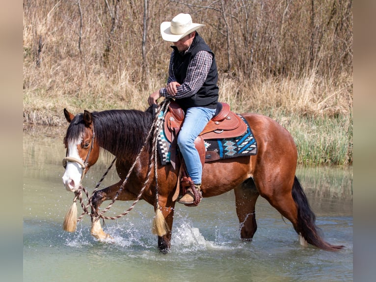 American Quarter Horse Castrone 3 Anni Baio in Ehingen