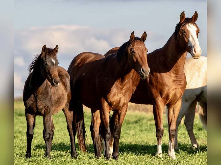 American Quarter Horse Castrone 3 Anni Baio in Ehingen