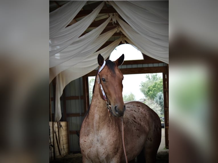 American Quarter Horse Castrone 3 Anni Baio roano in Fort Collins American Quarter Horse Castrone 3 Anni Baio roano in Fort Collins