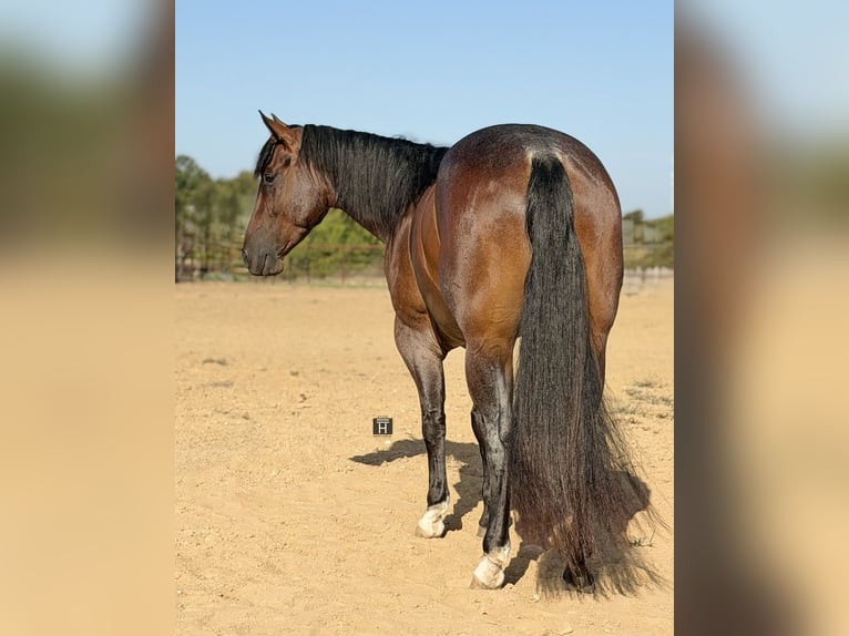 American Quarter Horse Castrone 3 Anni Baio roano in Weatherford