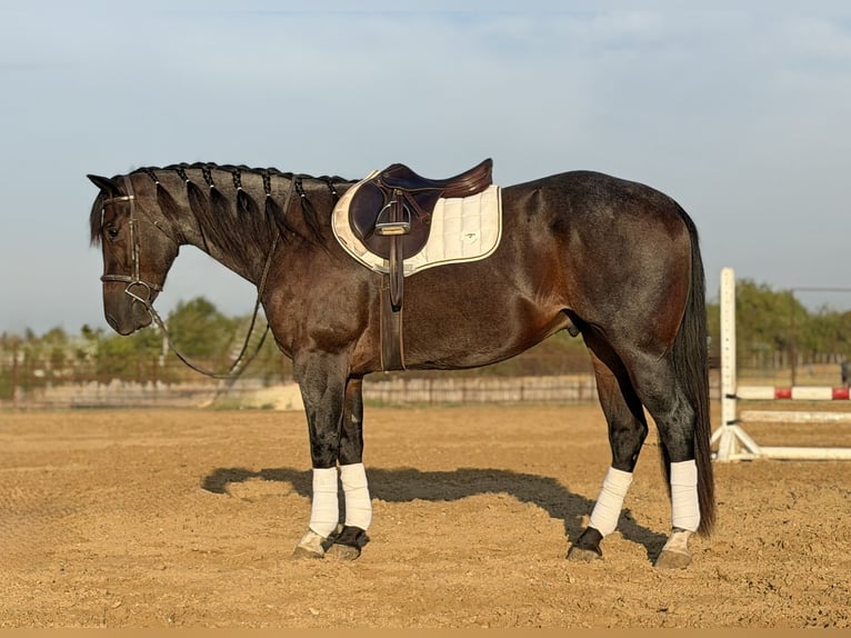 American Quarter Horse Castrone 3 Anni Baio roano in Weatherford