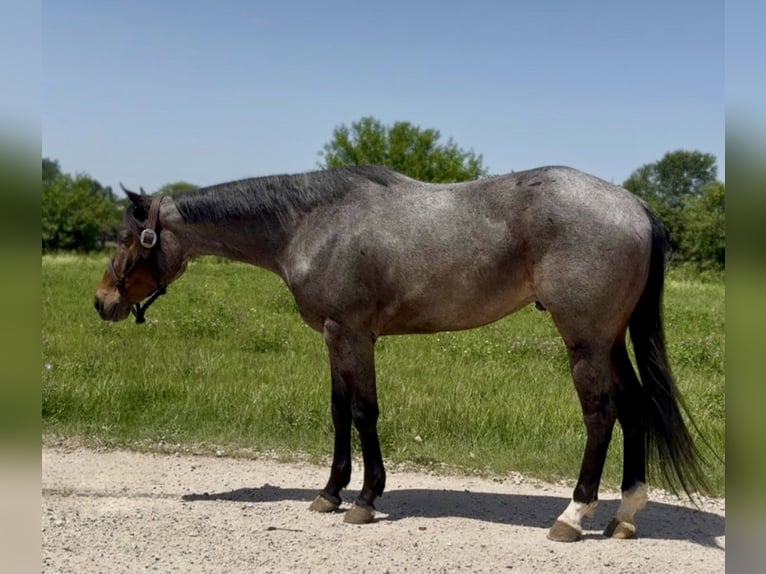 American Quarter Horse Castrone 3 Anni Baio roano in Hampshire