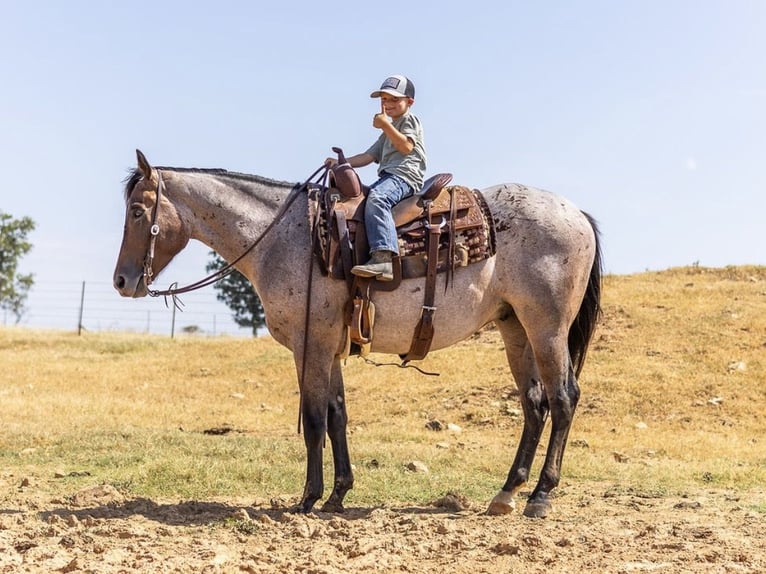 American Quarter Horse Castrone 3 Anni Baio roano in West Fork