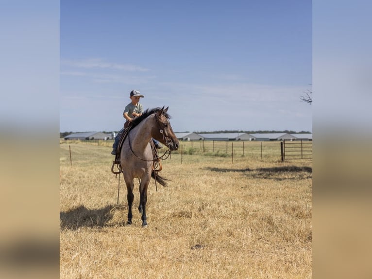 American Quarter Horse Castrone 3 Anni Baio roano in West Fork