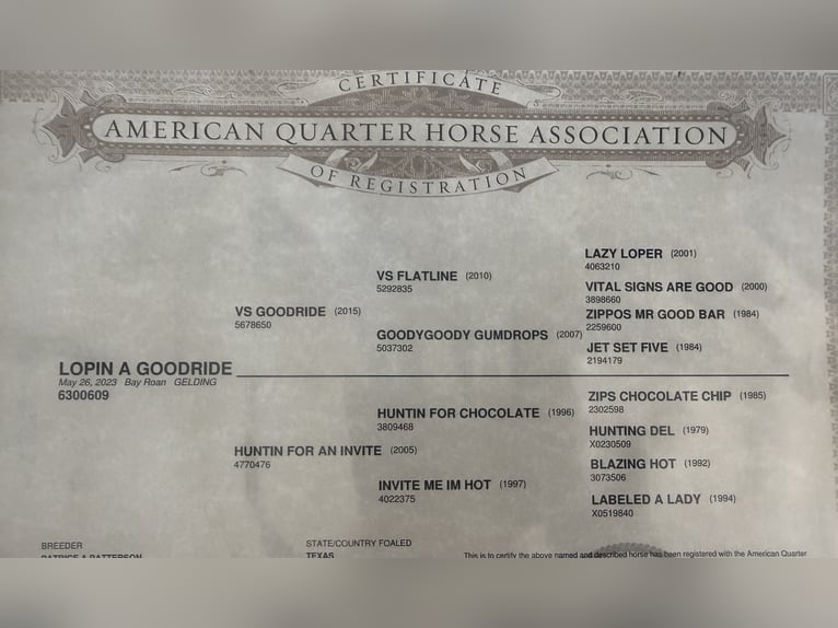 American Quarter Horse Castrone 3 Anni Baio roano in West Fork