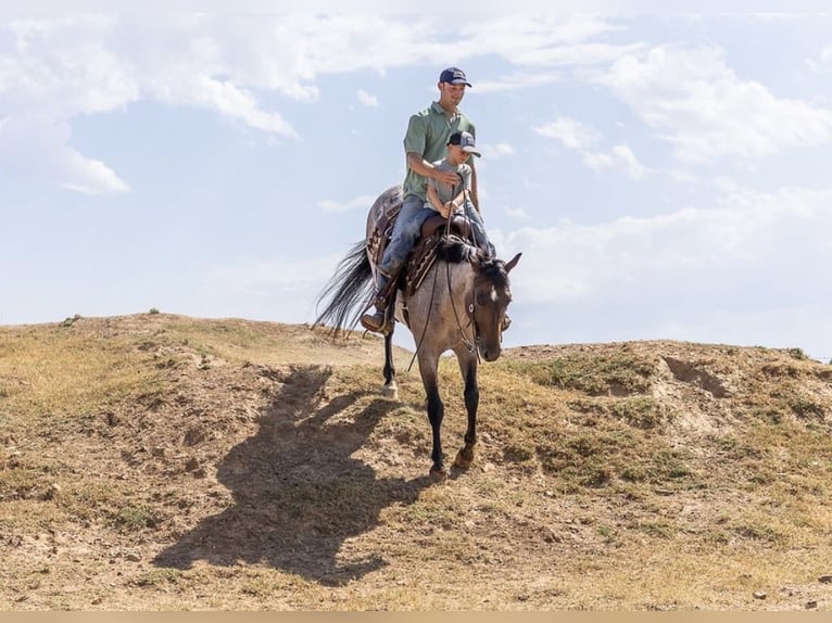 American Quarter Horse Castrone 3 Anni Baio roano in West Fork