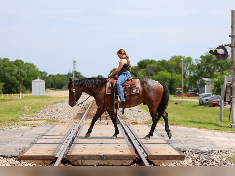 American Quarter Horse Castrone 3 Anni Baio roano in Forney