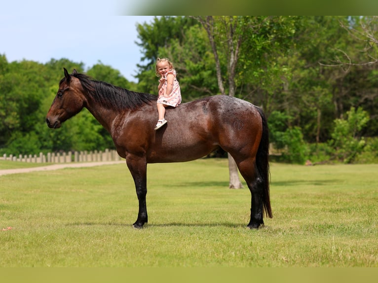 American Quarter Horse Castrone 3 Anni Baio roano in Forney