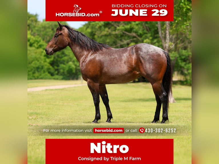American Quarter Horse Castrone 3 Anni Baio roano in Forney