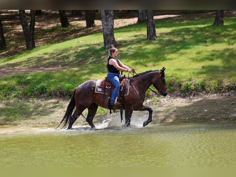 American Quarter Horse Castrone 3 Anni Baio roano in Forney