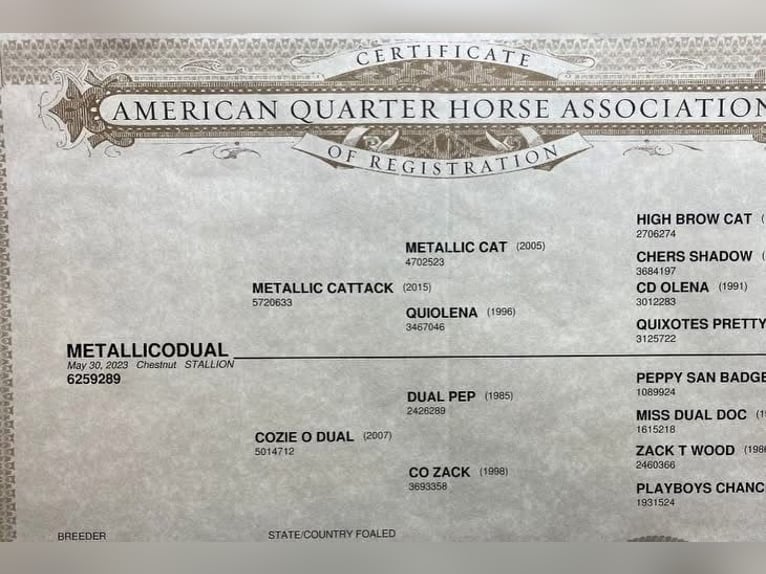 American Quarter Horse Castrone 3 Anni  in Schaufling