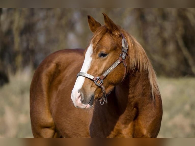 American Quarter Horse Castrone 3 Anni  in Schaufling