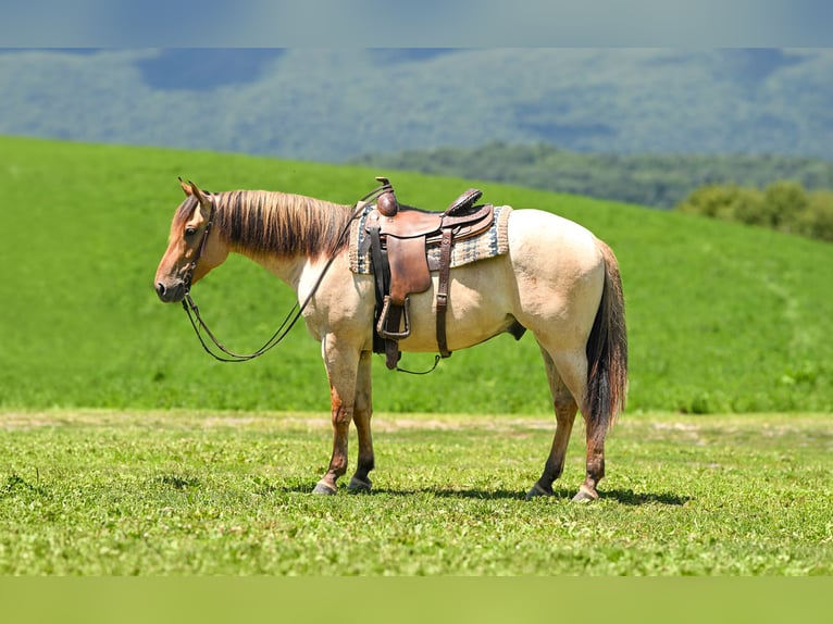 American Quarter Horse Castrone 3 Anni Falbo in Mc Veytown