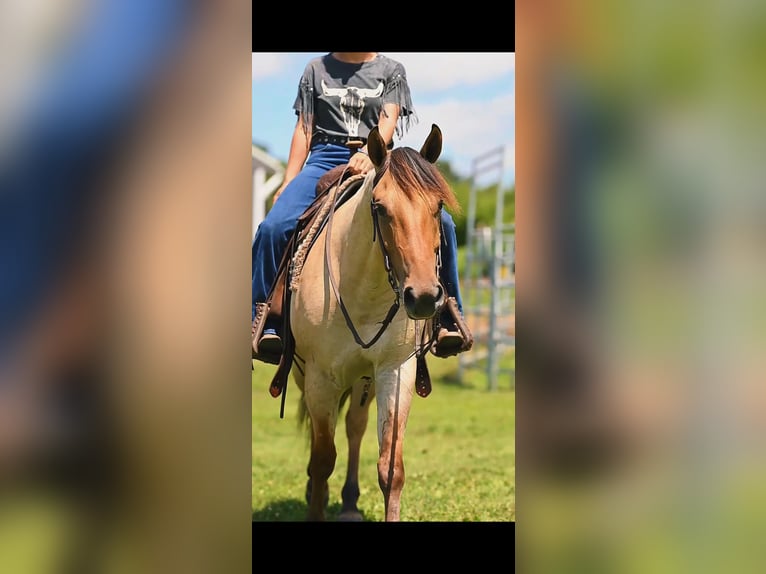 American Quarter Horse Castrone 3 Anni Falbo in Mc Veytown