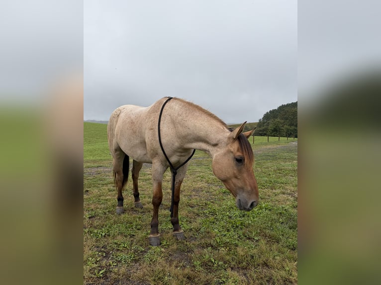 American Quarter Horse Castrone 3 Anni Falbo in Mc Veytown