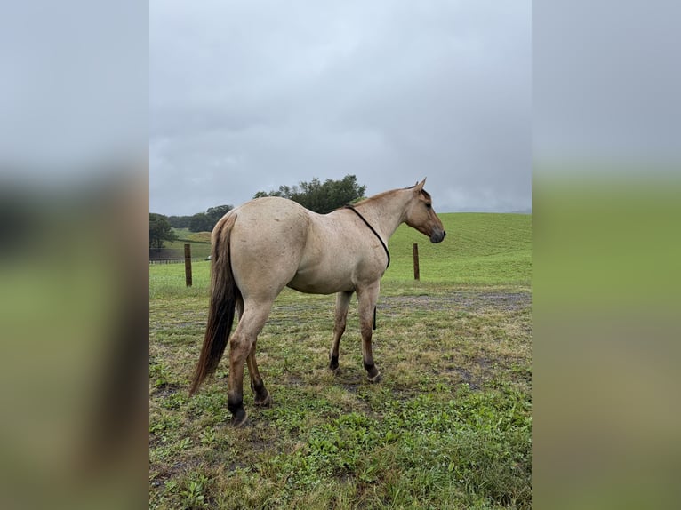 American Quarter Horse Castrone 3 Anni Falbo in Mc Veytown
