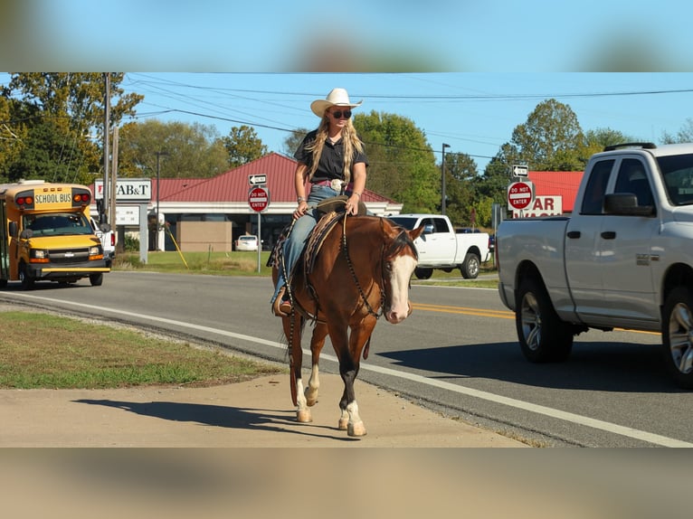 American Quarter Horse Castrone 3 Anni Falbo in Quitman