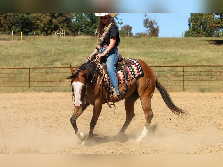 American Quarter Horse Castrone 3 Anni Falbo in Quitman