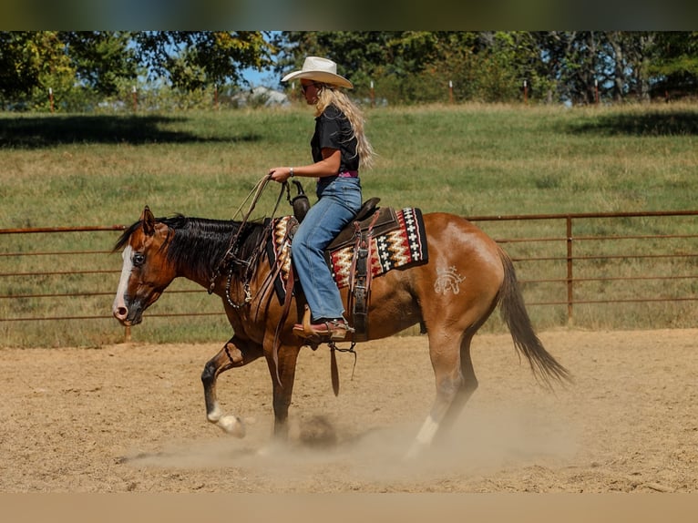 American Quarter Horse Castrone 3 Anni Falbo in Quitman