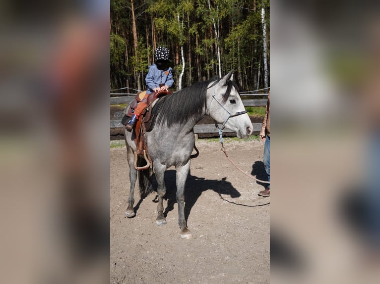 American Quarter Horse Castrone 3 Anni Grigio in Plzen