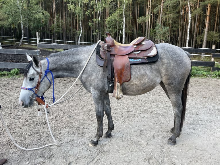 American Quarter Horse Castrone 3 Anni Grigio in Plzen