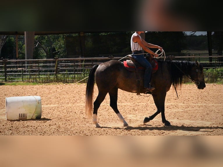 American Quarter Horse Castrone 3 Anni Grigio in Stephenville
