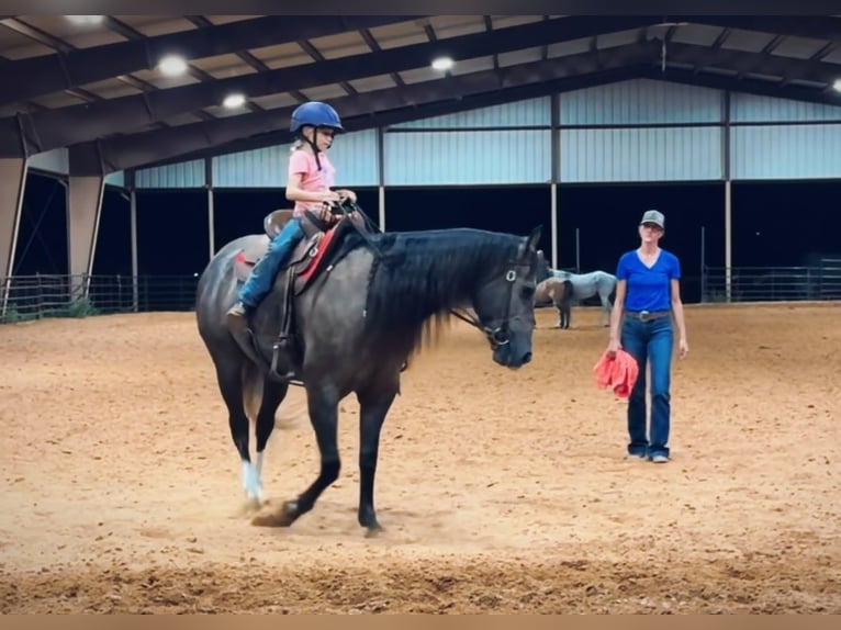 American Quarter Horse Castrone 3 Anni Grigio in Stephenville