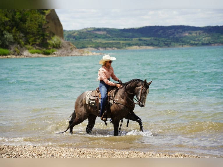 American Quarter Horse Castrone 3 Anni Grigio in Brandon