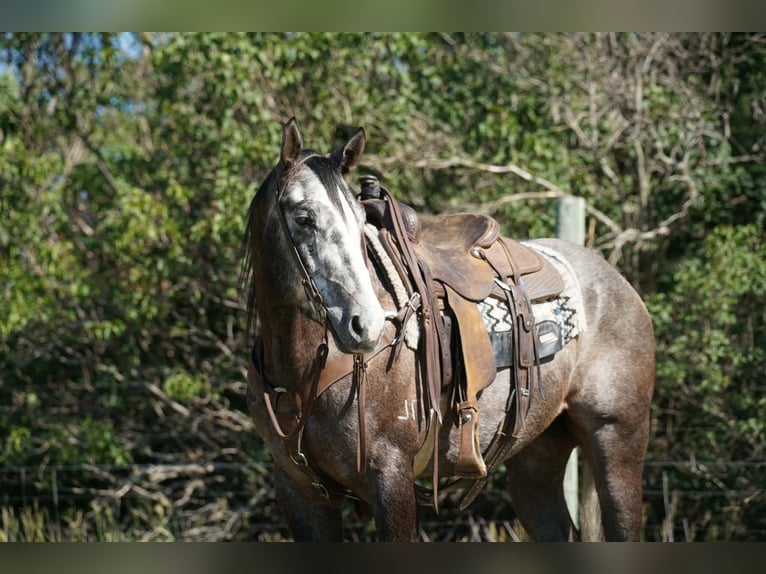 American Quarter Horse Castrone 3 Anni Grigio in Brandon