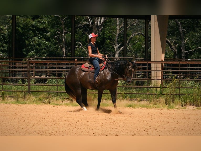 American Quarter Horse Castrone 3 Anni Grigio in Stephenville