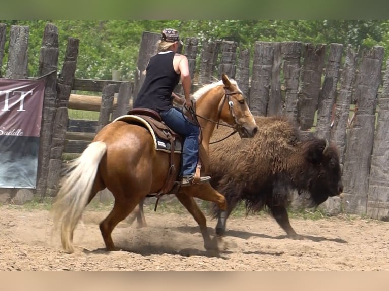 American Quarter Horse Castrone 3 Anni Palomino in La Porte