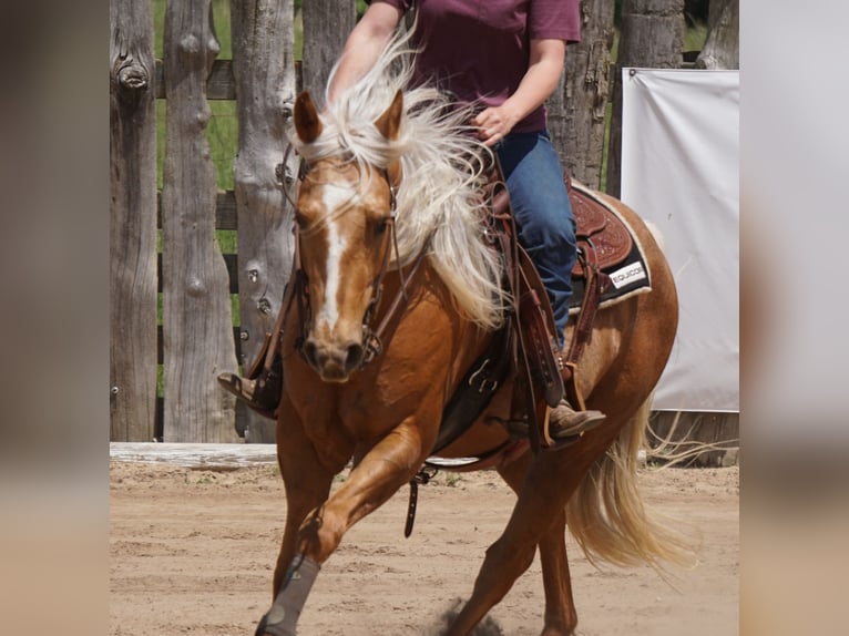 American Quarter Horse Castrone 3 Anni Palomino in La Porte