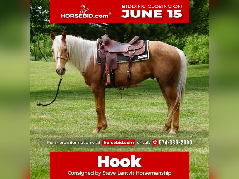 American Quarter Horse Castrone 3 Anni Palomino in La Porte