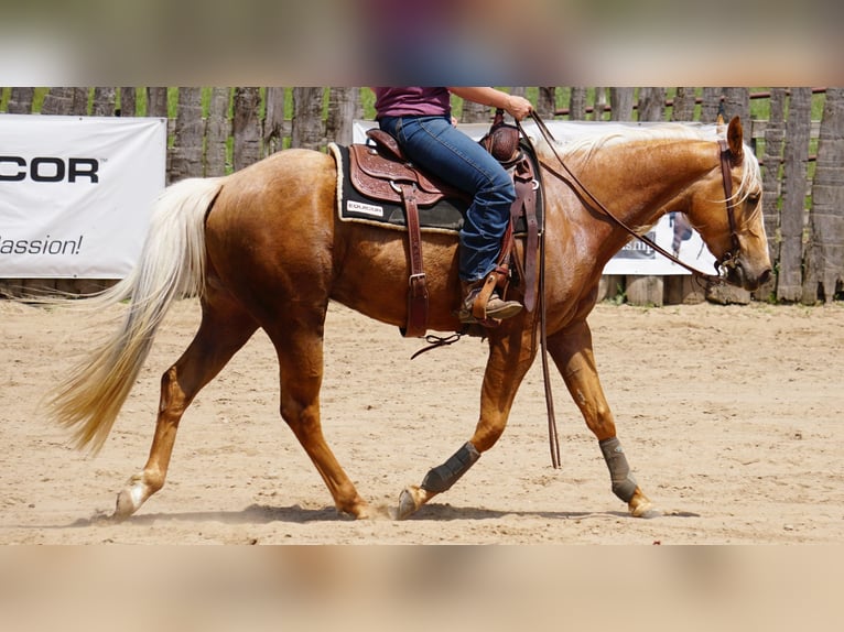 American Quarter Horse Castrone 3 Anni Palomino in La Porte