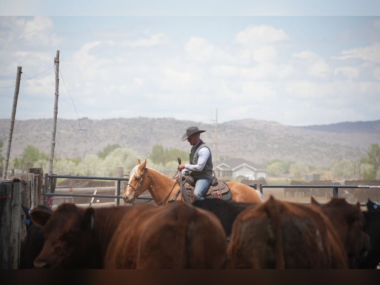 American Quarter Horse Castrone 3 Anni Palomino in Saint Anthony