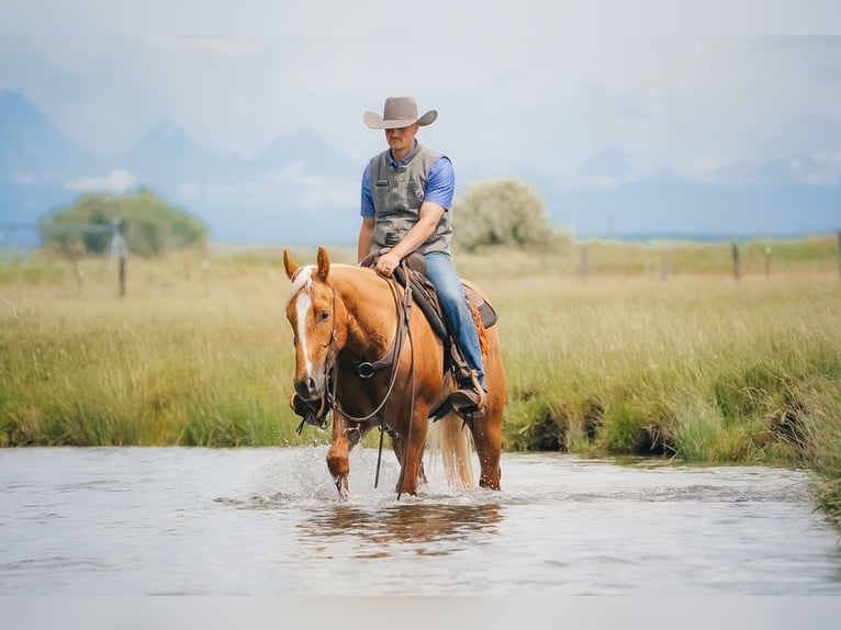American Quarter Horse Castrone 3 Anni Palomino in Saint Anthony