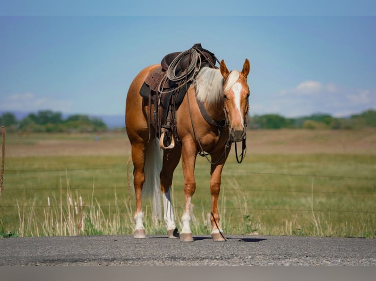 American Quarter Horse Castrone 3 Anni Palomino in Saint Anthony