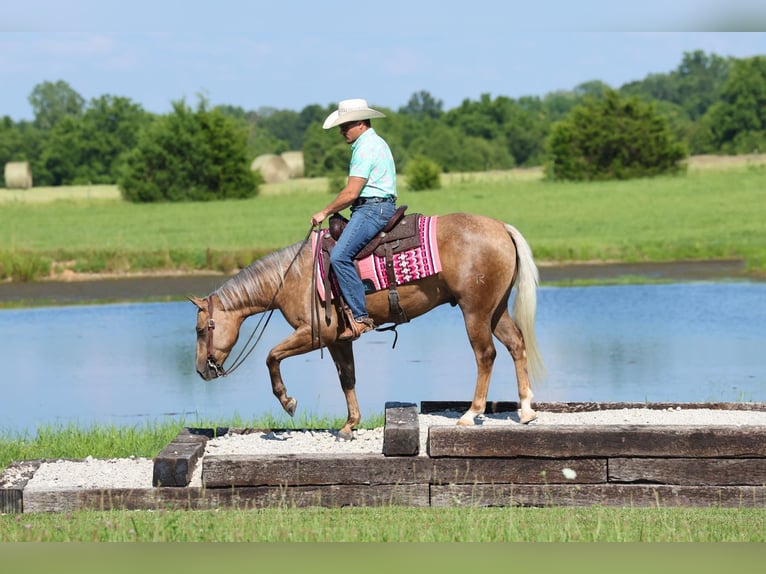 American Quarter Horse Castrone 3 Anni Palomino in Buffalo