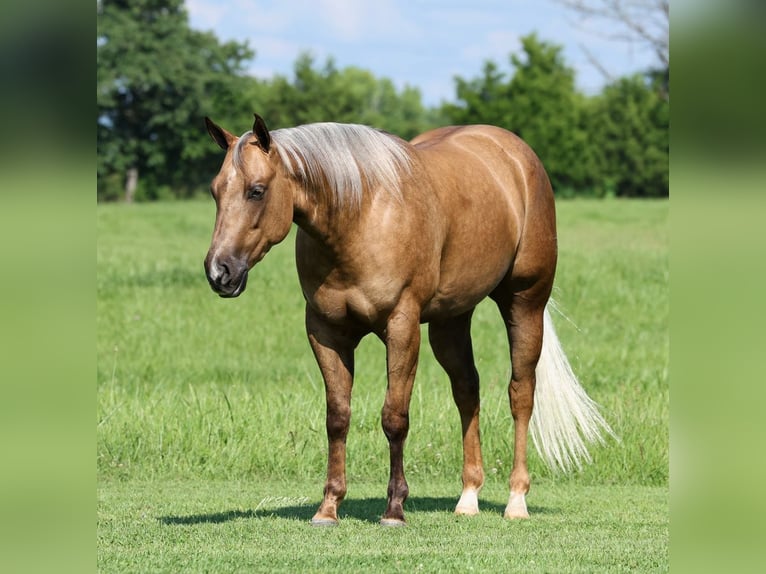 American Quarter Horse Castrone 3 Anni Palomino in Buffalo