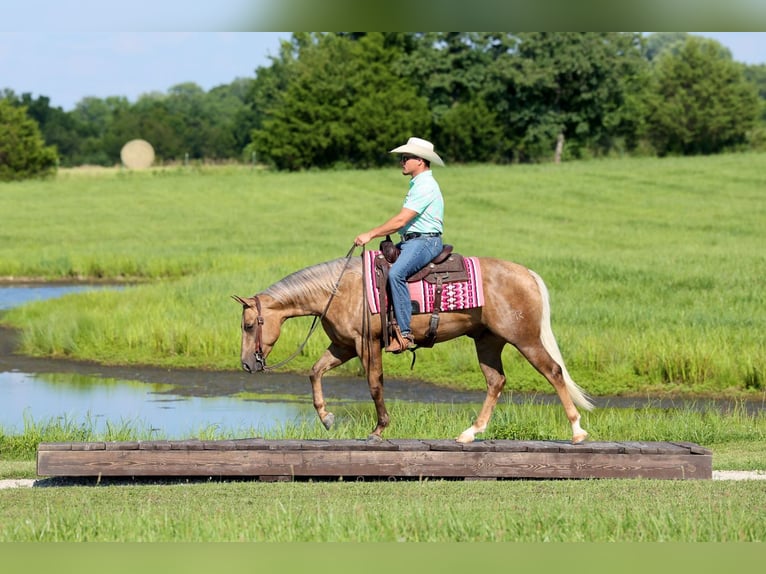 American Quarter Horse Castrone 3 Anni Palomino in Buffalo